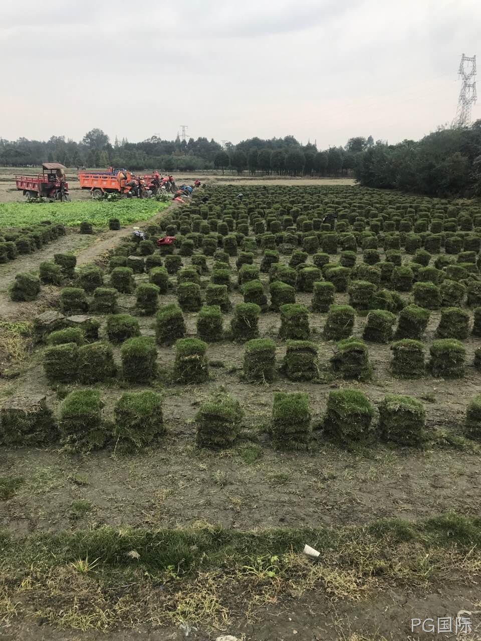 绿化用草坪草种养殖介绍