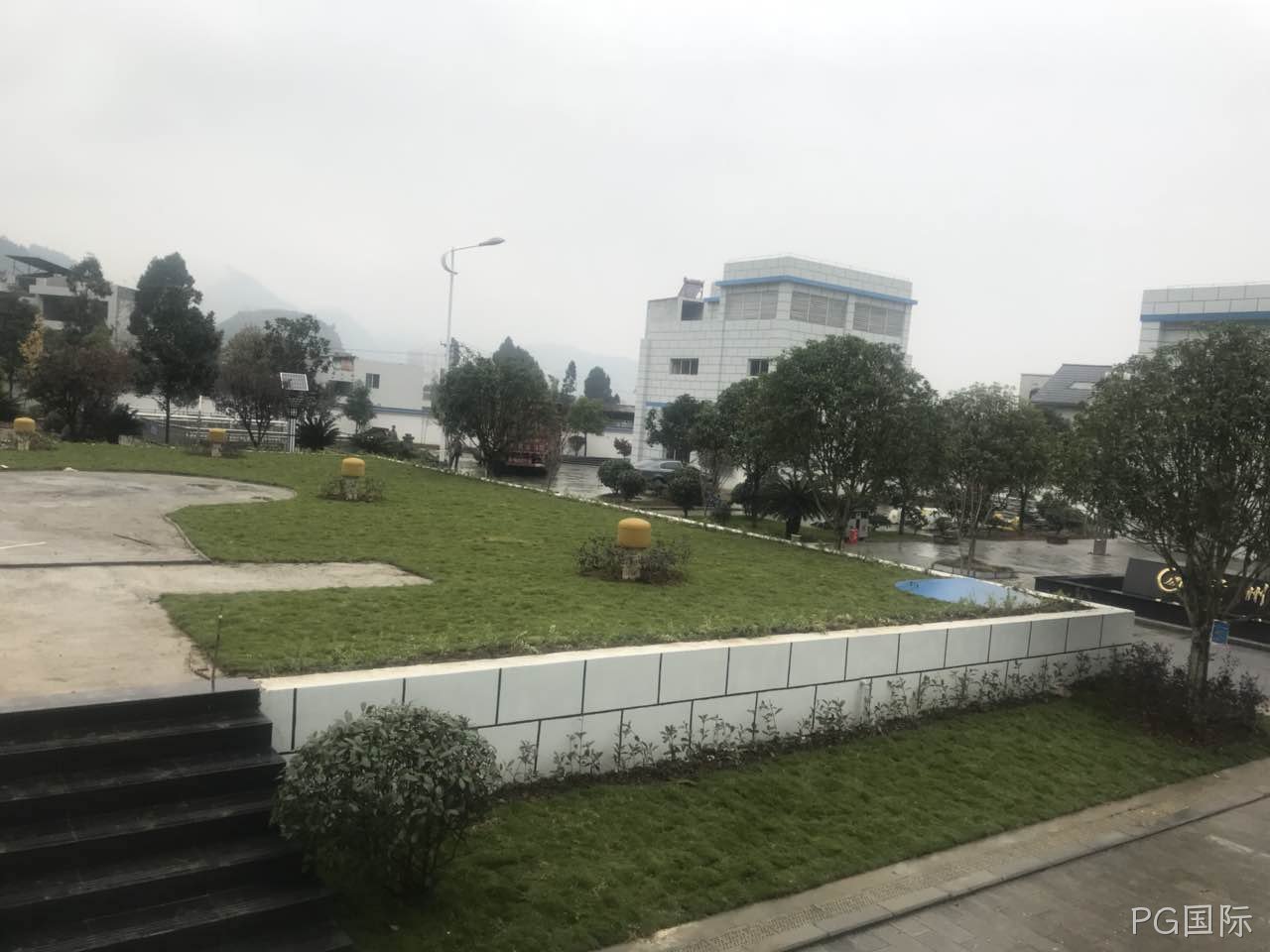 台湾二号草坪怎么养护