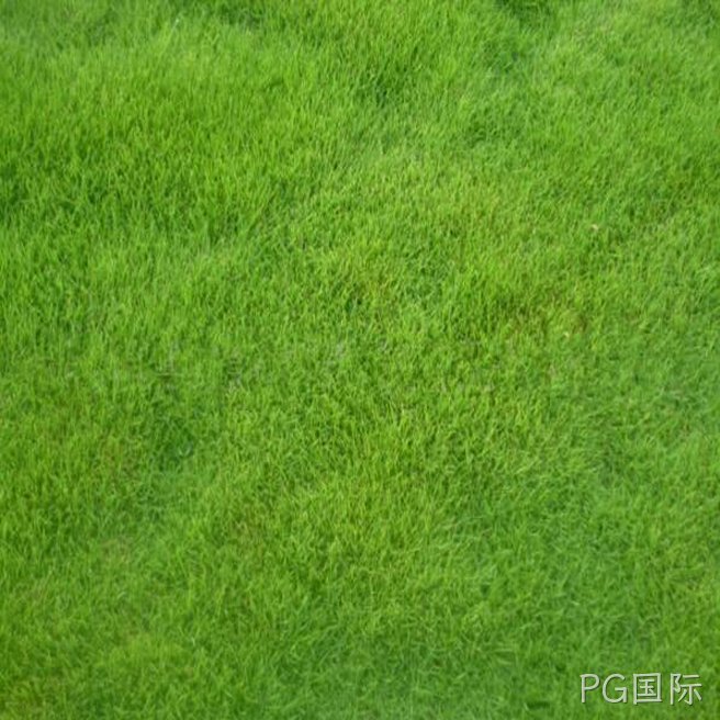 早熟禾草坪