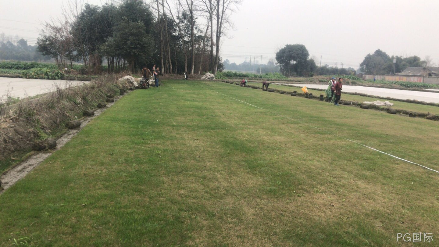 PG国际草坪批发