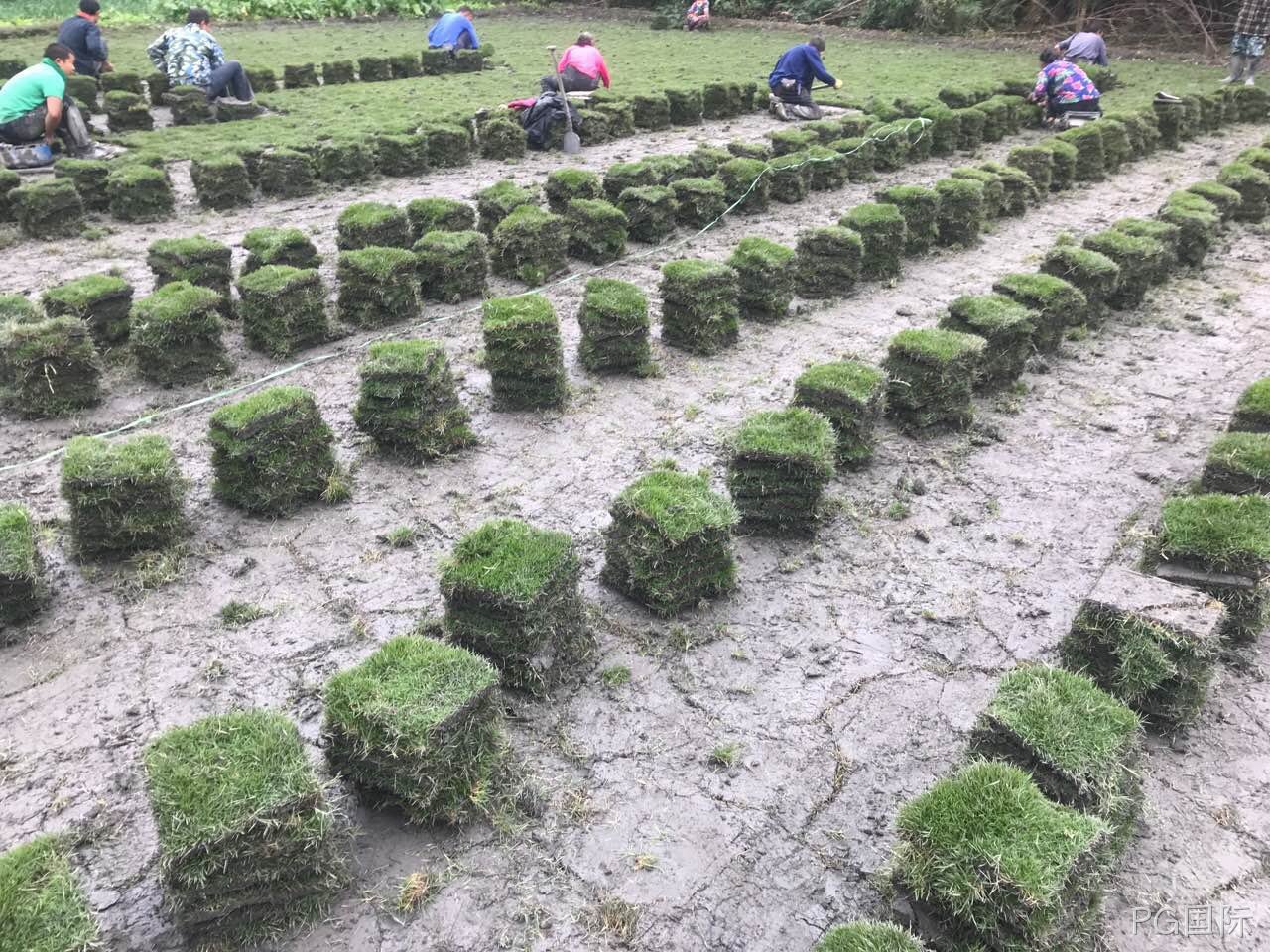 晋州草坪种植厂家 晋州草坪种植厂家