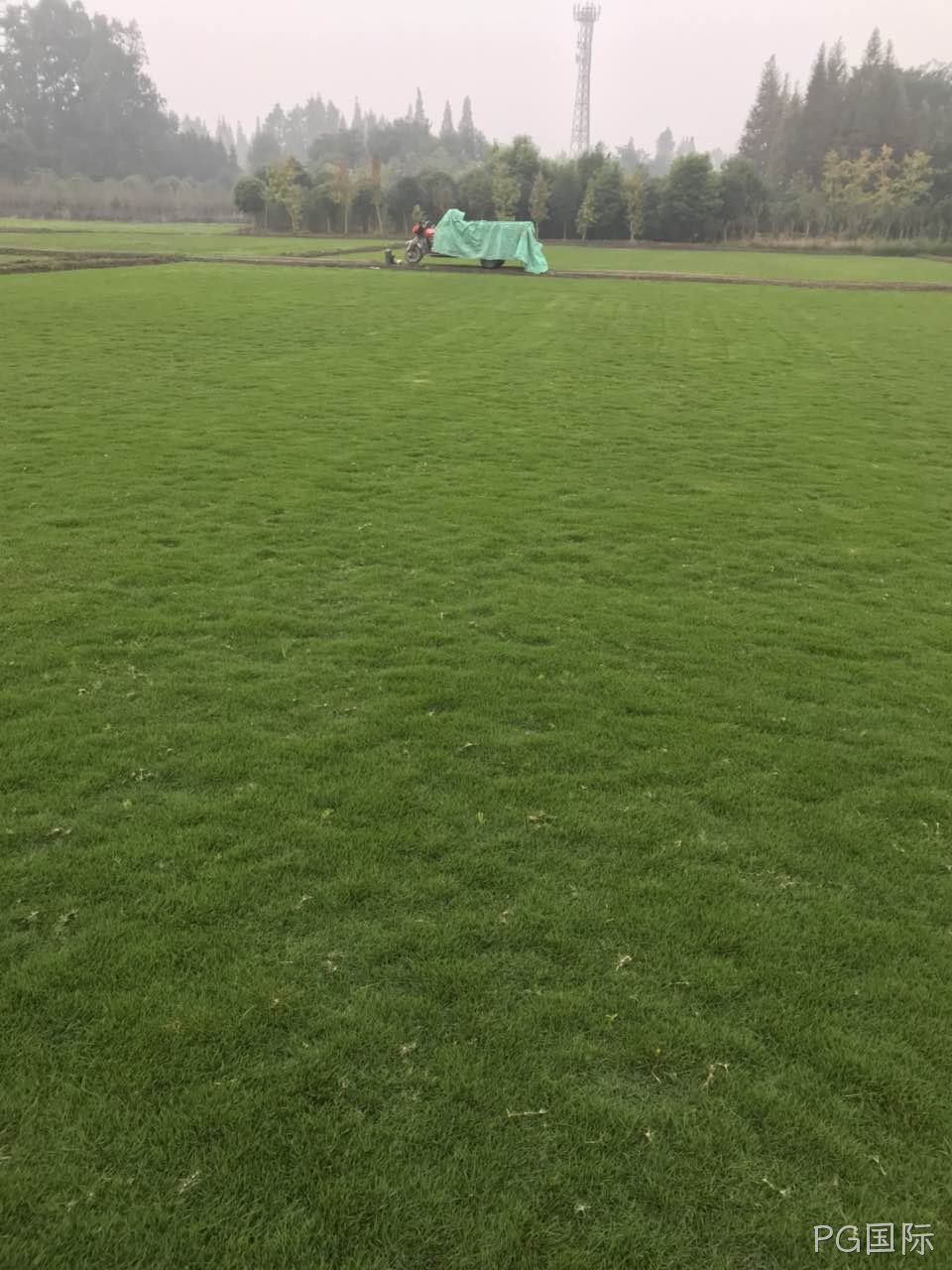 河北草坪种植厂家哪家好? 河北草坪种植厂家哪家好?